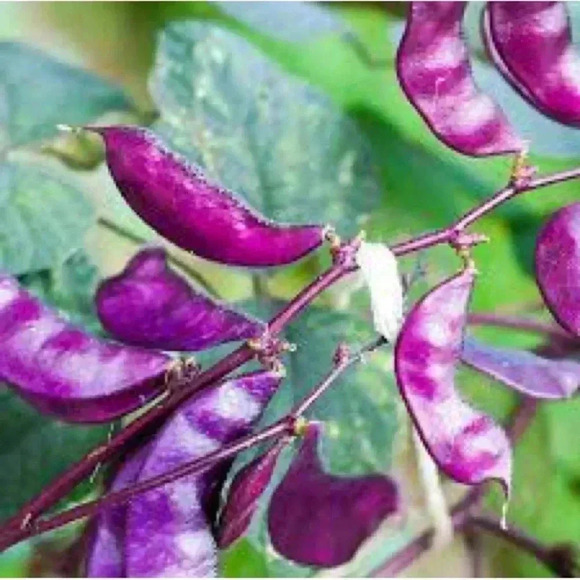 HYACINTH BEAN Vine -20 seeds - Picture 4 of 6